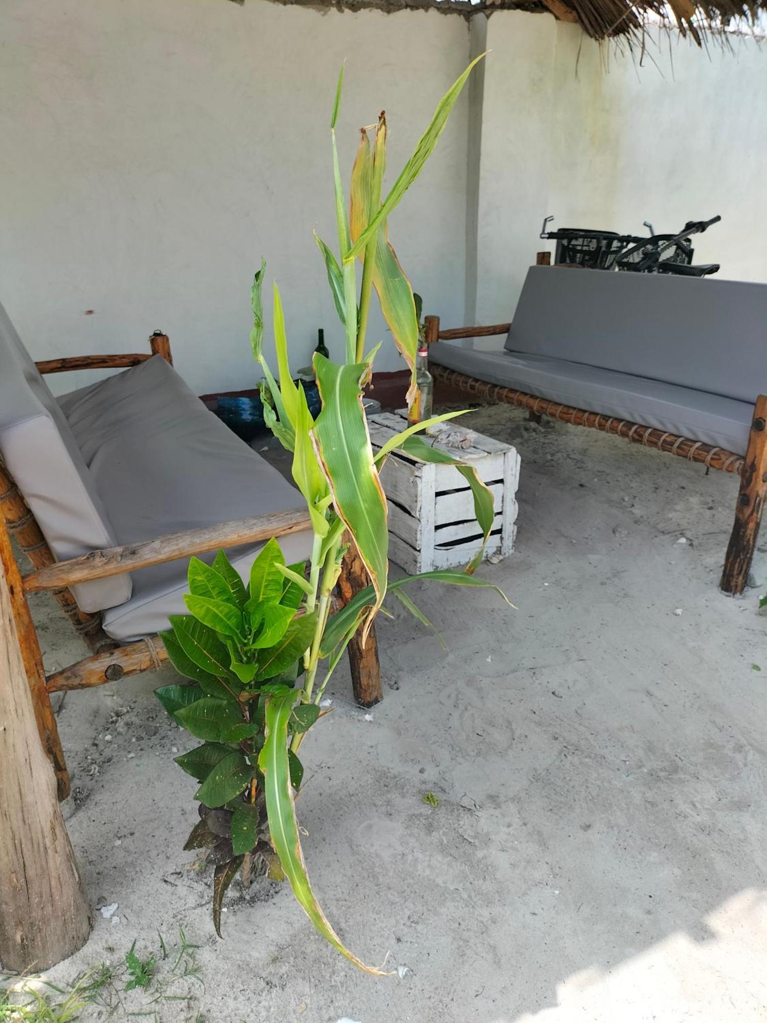 Mambo Leo Hostel Paje Exteriör bild